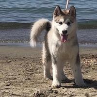 Cuccioli Alaskan Malamute