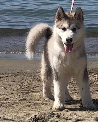 Cuccioli Alaskan Malamute