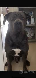 Cane corso disponibile per monte