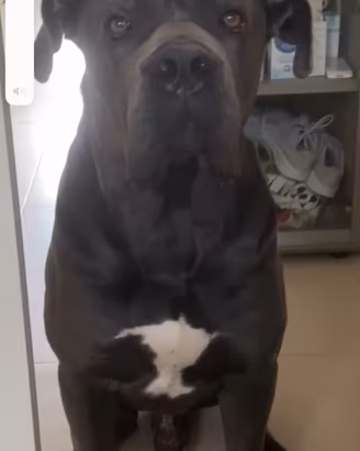 Cane corso disponibile per monte