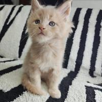 Maine Coon cuccioli