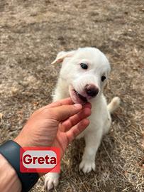 GRETA Cucciola taglia media