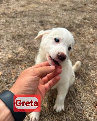 GRETA Cucciola taglia media