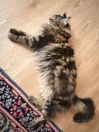 Maine coon 7 anni
