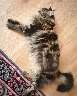 Maine coon 7 anni