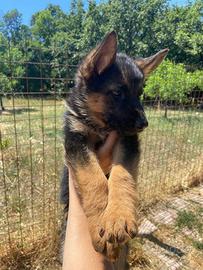 Cucciolo pastore tedesco