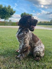 Cuccioli Springer Spaniel Inglesi