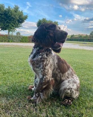 Cuccioli Springer Spaniel Inglesi