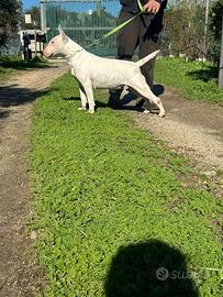 Bull terrier