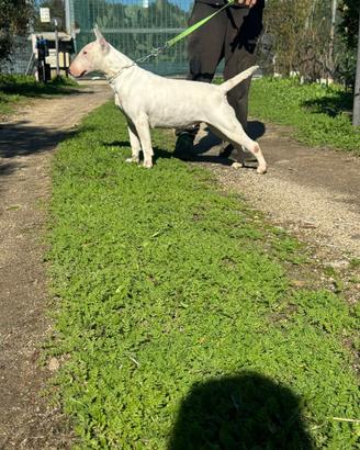 Bull terrier