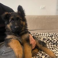 Cuccioli pastore tedesco a pelo lungo