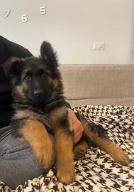 Cuccioli pastore tedesco a pelo lungo