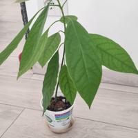 Pianta avocado