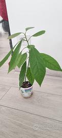 Pianta avocado
