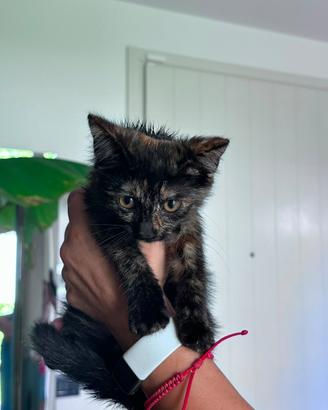 Dolce cucciola di gatto