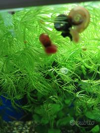 Lumache per acquario
