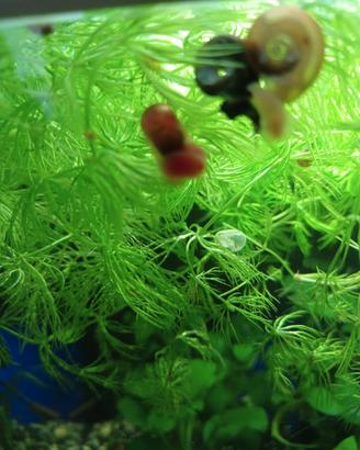 Lumache per acquario