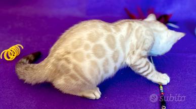 Bengala Snow Lynx