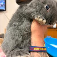 Coniglio nano ariete/ coniglio nano testa di leone