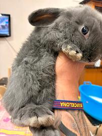 Coniglio nano ariete/ coniglio nano testa di leone