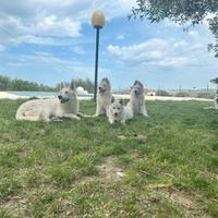 Cuccioli di pastore svizzero bianco