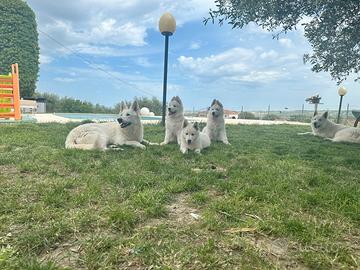 Cuccioli di pastore svizzero bianco