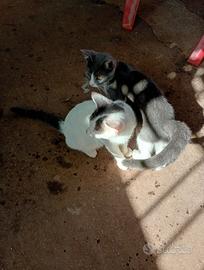 Gattini i maschio e femmina