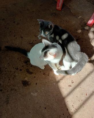 Gattini i maschio e femmina