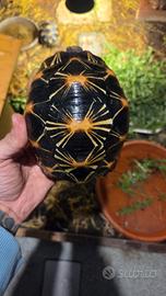 Tartarughe radiata (A.radiata)