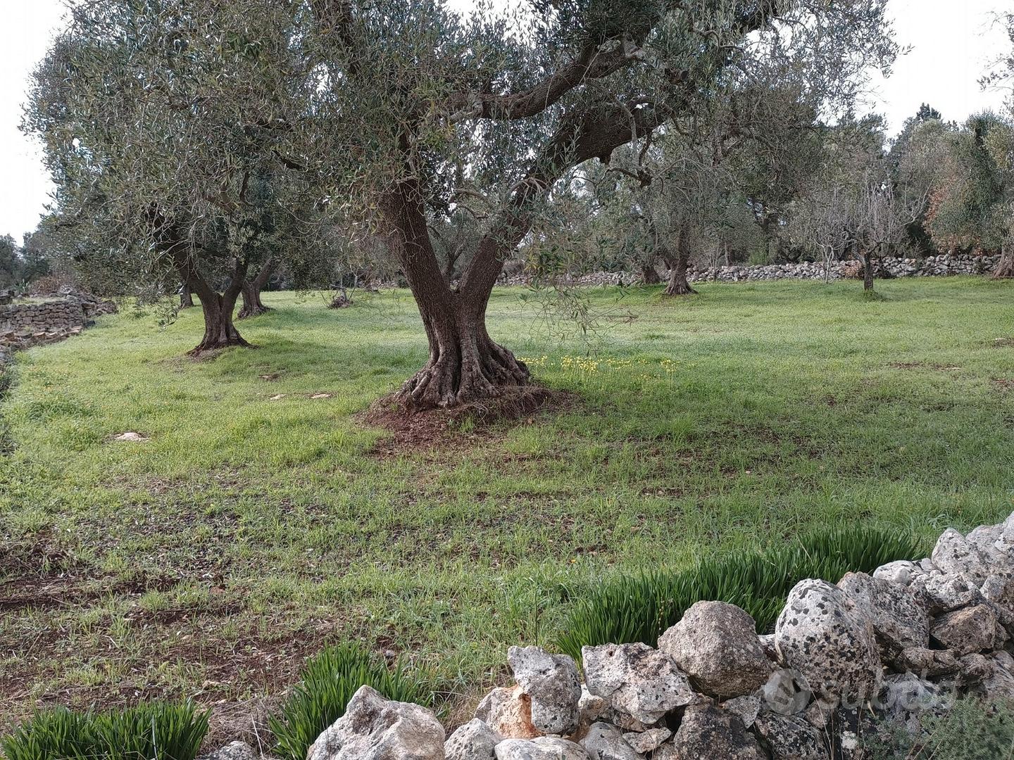 Terreno con ulivi secolari - Vista 2