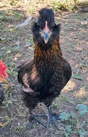 Galline Olive Eggers