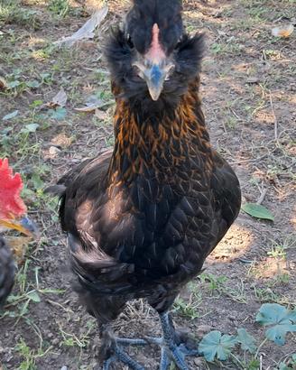Galline Olive Eggers