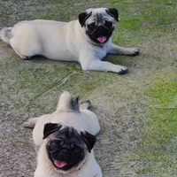 Cuccioli carlino