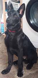 Cuccioli Pastore Tedesco Nero