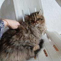 Gatto persiano/Chinchilla'