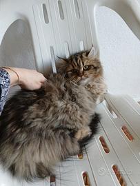 Gatto persiano/Chinchilla'