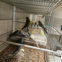 Pappagalli cocoriti vari colori