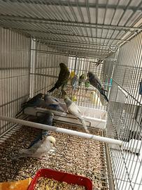 Pappagalli cocoriti vari colori