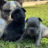 Cuccioli di bulldog francese e chihuahua