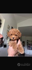 Barboncina mini toy