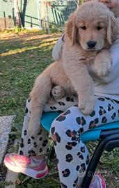 Golden cuccioli disponibili 