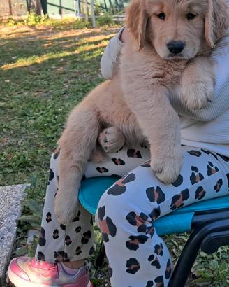 Golden cuccioli disponibili 