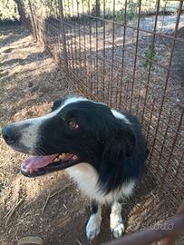 Border collie adulto