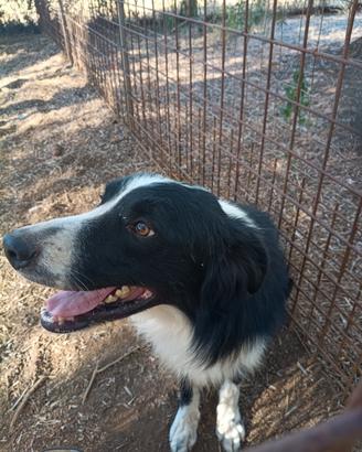 Border collie adulto