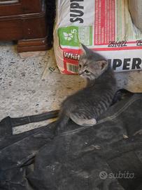 Gattini