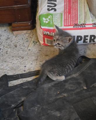 Gattini