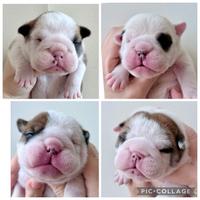 Bulldog Inglese cuccioli