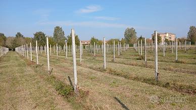 Pali Cemento Armato Precompresso L320cm sez. 8x9cm