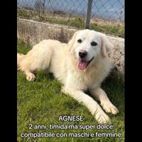 Cane in adozione taglia media