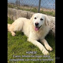 Cane in adozione taglia media